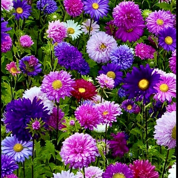 🌞🍄🌞🍄🌞🍄🌞🍄🌞🍄🌞🍄🌞🍄🌞🍄🌞🍄 - Picture 10 of 12